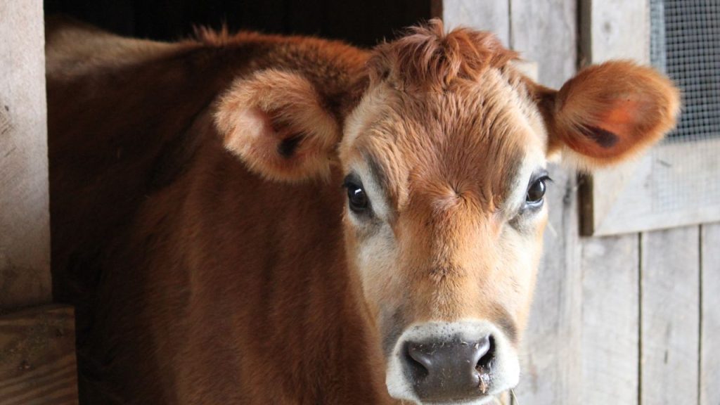 जरूरत से ज्यादा दाना देने से गाय मोटी हो सकती है और पाचन समस्याएं उत्पन्न हो सकती हैं. बासी या खराब चारा बिल्कुल न दें. दिन में दो बार, तय समय पर ताजा और पौष्टिक आहार देना ही सुरक्षित और लाभकारी तरीका है.