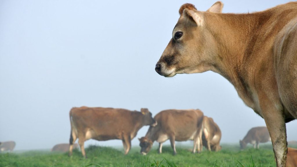 बरसीम, नेपियर घास, हरा मक्का और ज्वार जैसे हरे चारे दूध की क्वालिटी और पाचन को बेहतर बनाते हैं. भूसा और हरे चारे के संतुलन से गाय स्वस्थ रहती है और विटामिन की पूर्ति होती है.