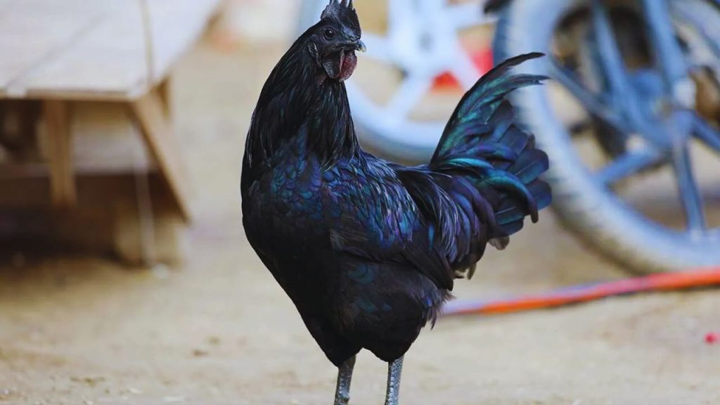 अन्य नस्लों की तुलना में कड़कनाथ मुर्गियां बीमारियों का सामना बेहतर तरीके से करती हैं, जिससे फार्म पर खर्च और जान जोखिम कम होता है. देसी नस्ल होने की वजह से यह स्थानीय जलवायु में जल्दी ढल जाती है.