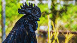 भारत की सुपरस्टार मुर्गी… प्रोटीन से भरपूर अंडे और औषधीय मांस वाली ये नस्ल किसानों के लिए बन रही ATM! भारत की सुपरस्टार मुर्गी… प्रोटीन से भरपूर अंडे और औषधीय मांस वाली ये नस्ल किसानों के लिए बन रही ATM!