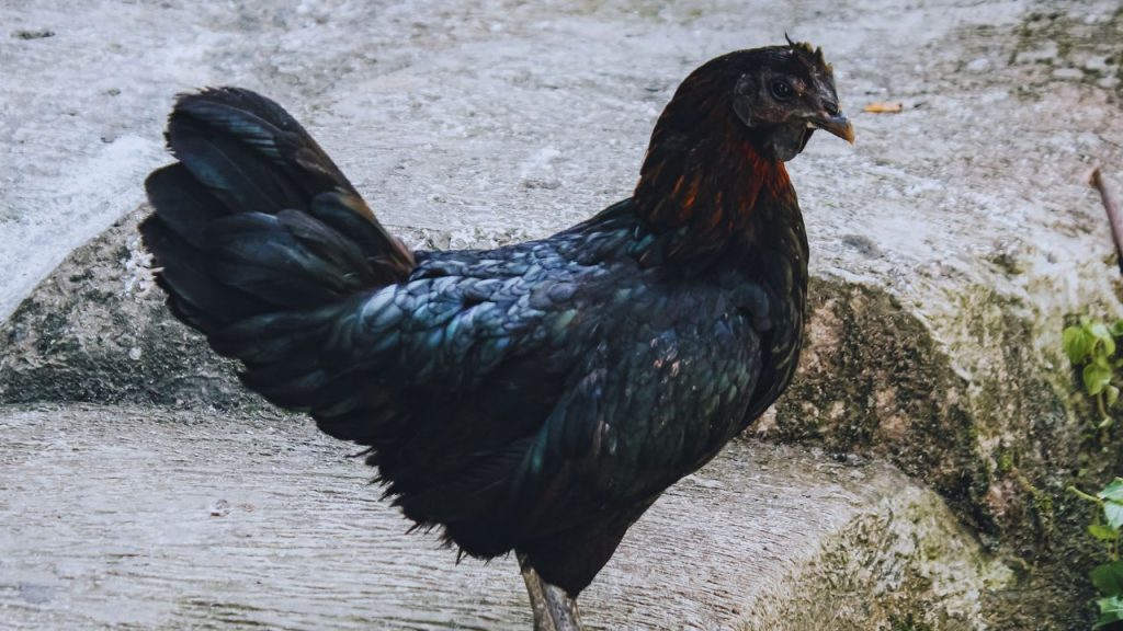 कड़कनाथ मुर्गी सिर्फ गांवों में ही नहीं, बल्कि शहरों में भी लोकप्रिय है. इसका देसी स्वाद और स्वास्थ्य लाभ दोनों की वजह से इसकी मांग अंडे, मांस और पारंपरिक उत्पादों दोनों के लिए बनी रहती है, जिससे किसानों को अच्छी कमाई मिलती है.