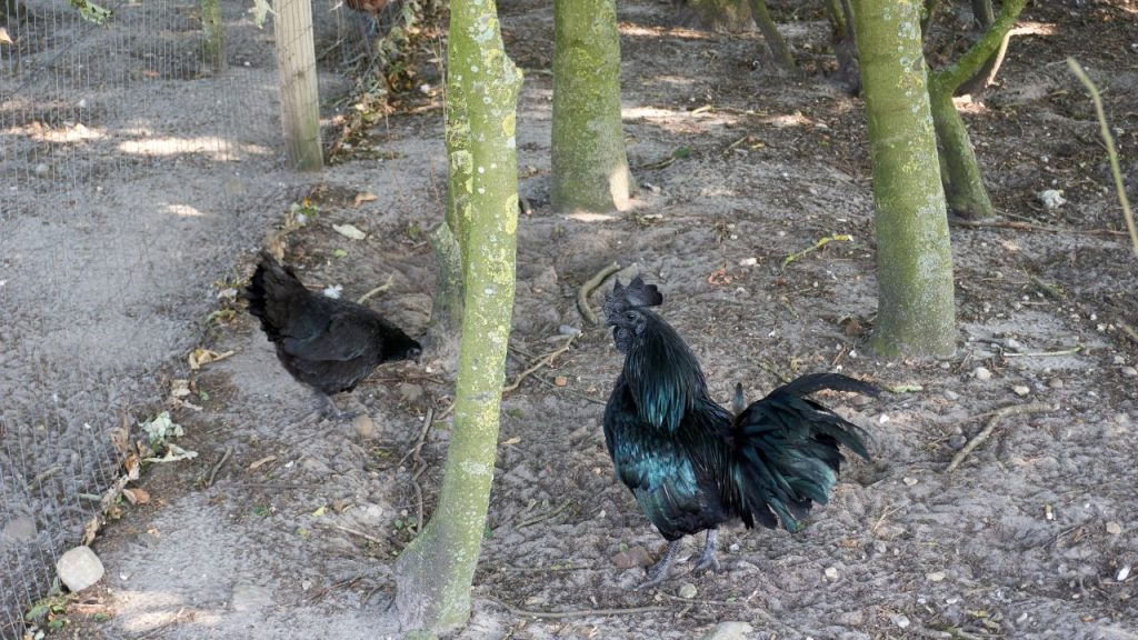 कड़कनाथ का मांस स्वाद में अनोखा और पोषण में उच्च माना जाता है. इसमें प्रोटीन, आयरन और आवश्यक अमीनो एसिड मौजूद होते हैं, जो शरीर की ताकत, ऊर्जा और रोग-प्रतिरोधक क्षमता के लिए अच्छा है.