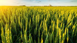 गेहूं-चावल बुवाई रोटेशन में फिट होंगी नई गेहूं किस्में, कश्मीर के कृषि वैज्ञानिकों को 10 साल बाद मिली सफलता गेहूं-चावल बुवाई रोटेशन में फिट होंगी नई गेहूं किस्में, कश्मीर के कृषि वैज्ञानिकों को 10 साल बाद मिली सफलता