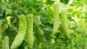 Drip Irrigation: करेले की खेती में अपनाएं ये खास विधि, पैदावार होगी दोगुनी और कमाई पहुंचेगी लाखों तक