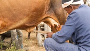 Dairy Farming: क्या आप भी कर रहे हैं पशु से दूध निकालने में ये गलती? जानिए सही तरीका, दोगुना होगा दूध Dairy Farming: क्या आप भी कर रहे हैं पशु से दूध निकालने में ये गलती? जानिए सही तरीका, दोगुना होगा दूध