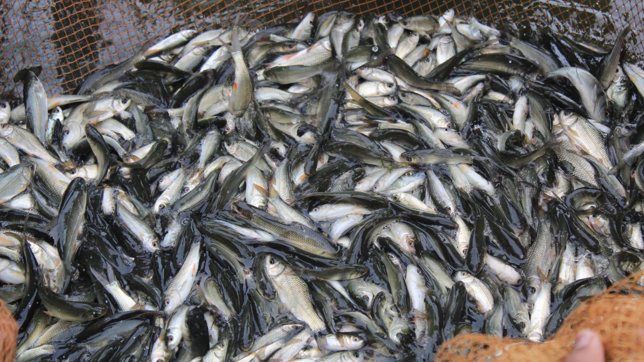 Looking Bumper Profits From Fish Farming Take Care February These Varieties Bring You Profit
