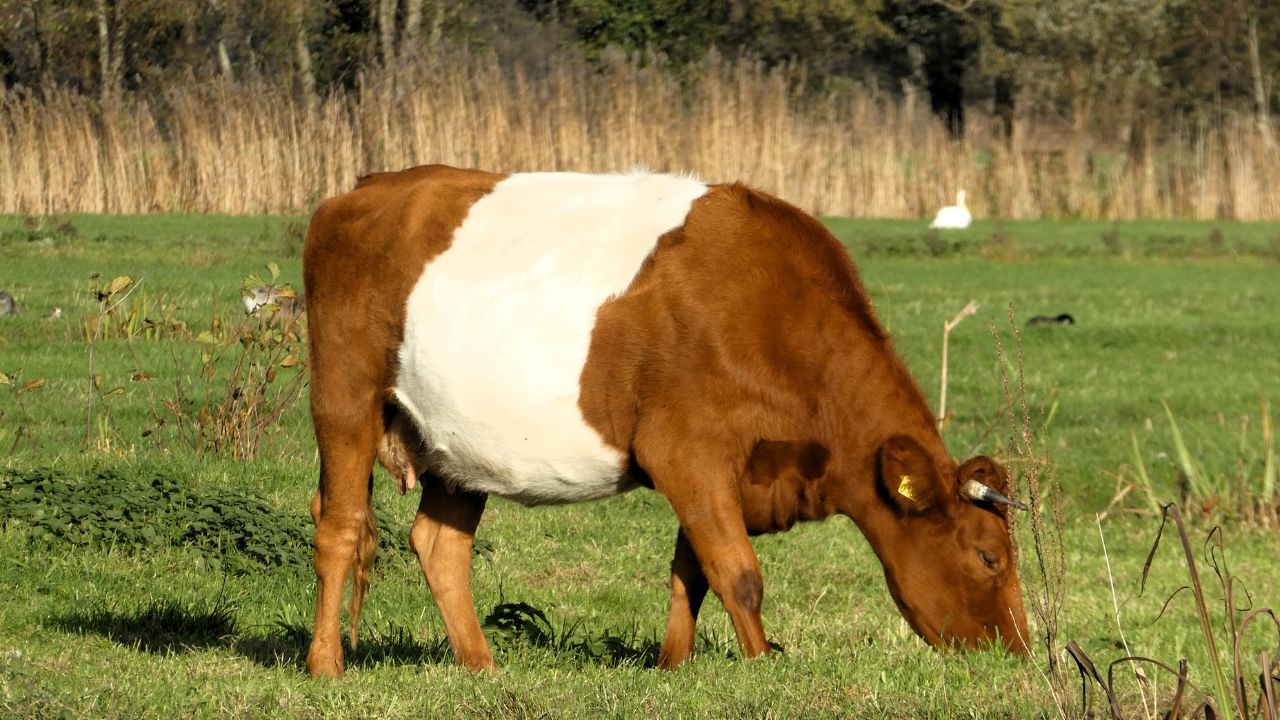 Animal Care If You Want More Milk From Jersey Cow Give Them This Nutritious Food Not Just Straw