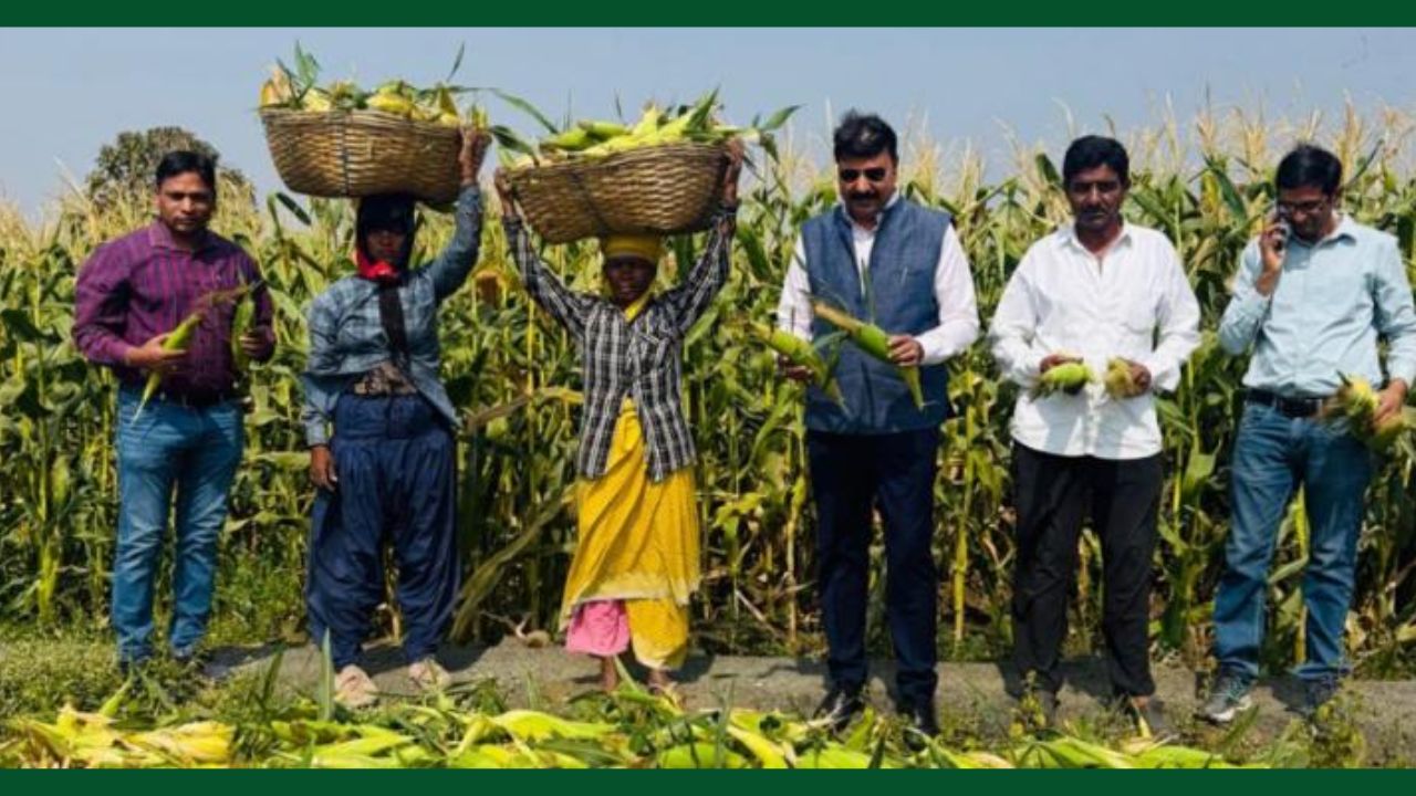 Farmer Ramesh Sathate From Madhya Pradesh Successfully Earned 10 Lakh Income By Cultivating Sweet Corn