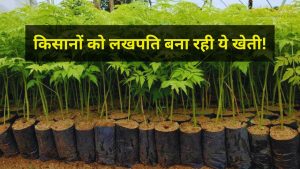 6 साल में 21 लाख, 10 साल में 1 करोड़! किसान एक एकड़ में करें इस पौधे की खेती 6 साल में 21 लाख, 10 साल में 1 करोड़! किसान एक एकड़ में करें इस पौधे की खेती