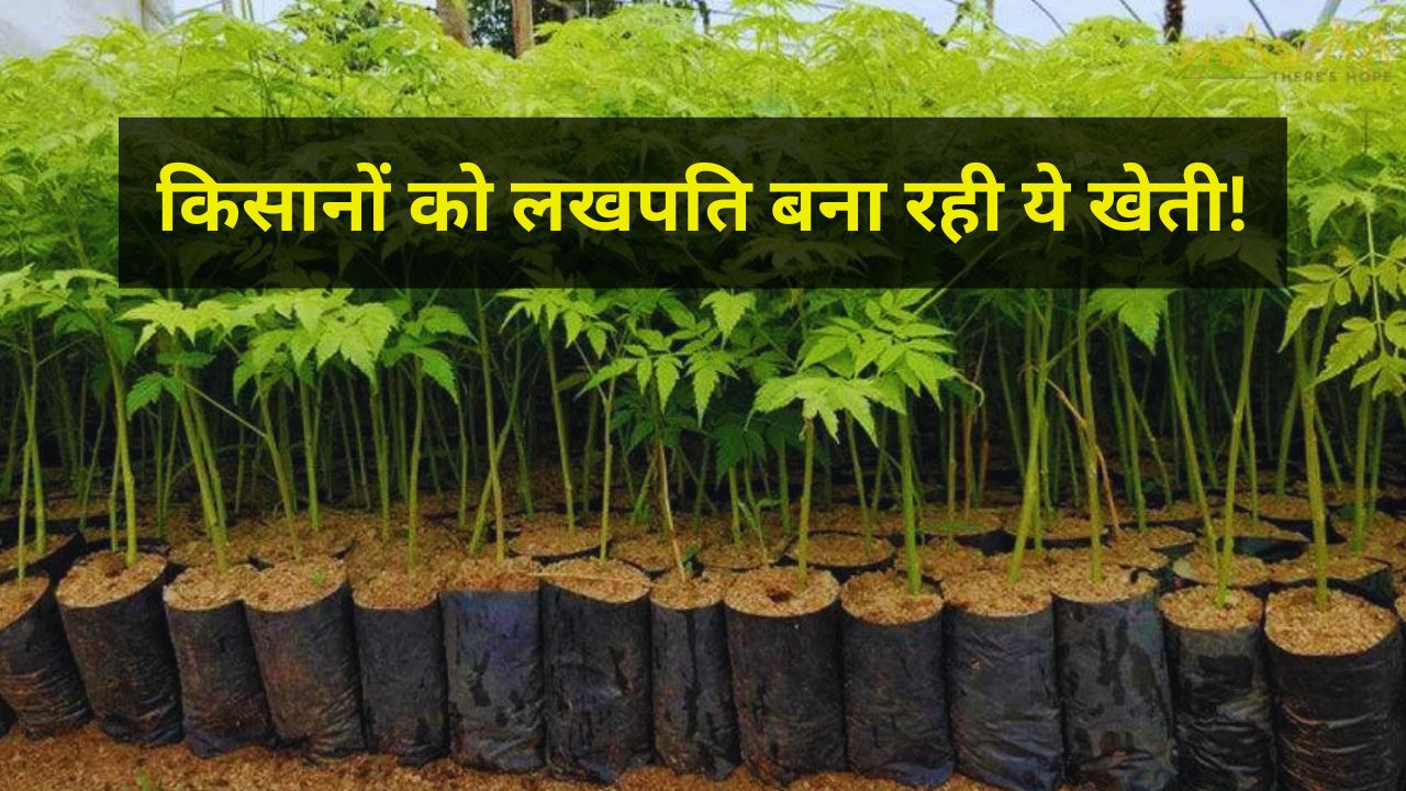 Rural Business Ideas Malabar Neem Farming Guide From Cost To Profit Meliya Dubia Ki Kheti