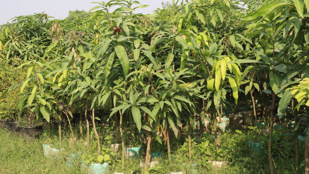 Aam Ki Kheti Ke Tips Flowering Stage Care Brown Hopper Control In Mango Farming Tips