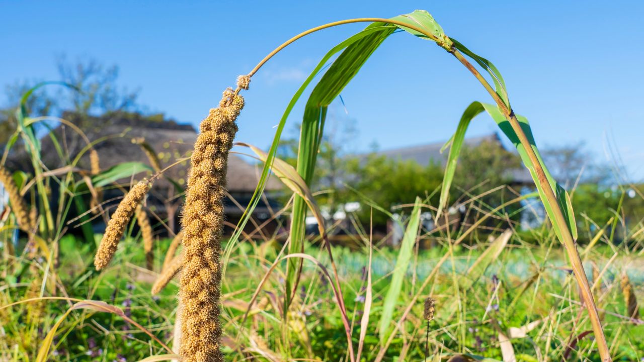 Tips For Farmers Drought Resilient Crops Profit In Millets Farming