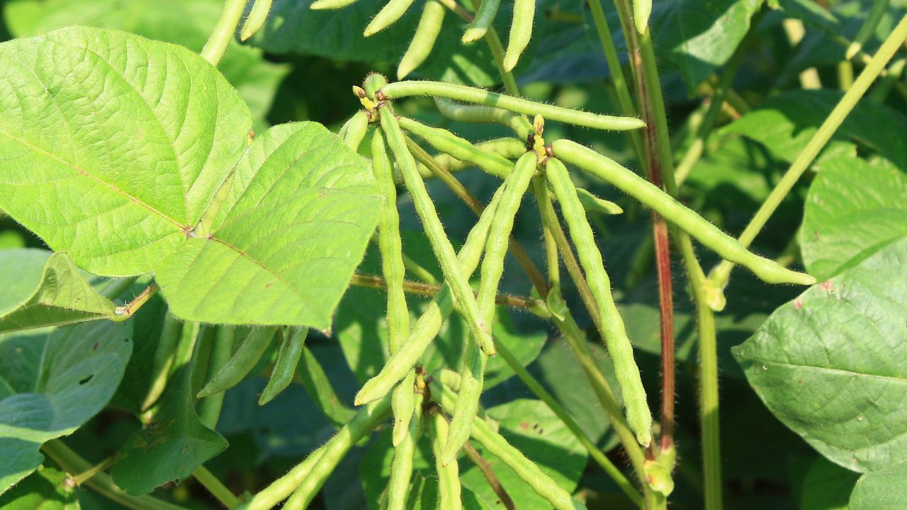 Moong Ki Kheti Profit In Mung Beans Cultivation After Wheat Harvesting Gehun Ki Katai Ke Baad Kaunsi Fasal Boye