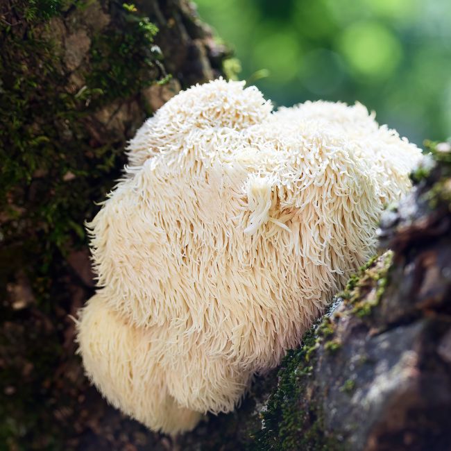 Benefits Of Lions Mane Mushroom