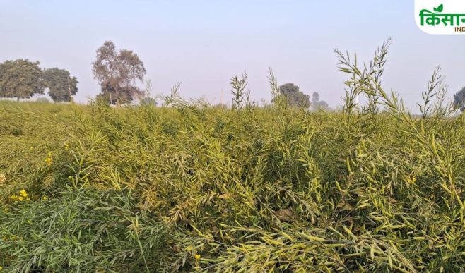 सरसों कटाई से पहले जानें जरूरी बातें, फसल बर्बादी से बच जाएंगे आप.. दांतों से बीच दबाकर करें नमी की जांच