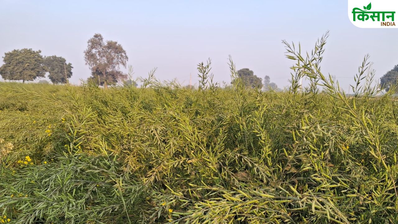 सरसों कटाई से पहले जानें जरूरी बातें, फसल बर्बादी से बच जाएंगे आप.. दांतों से बीच दबाकर करें नमी की जांच