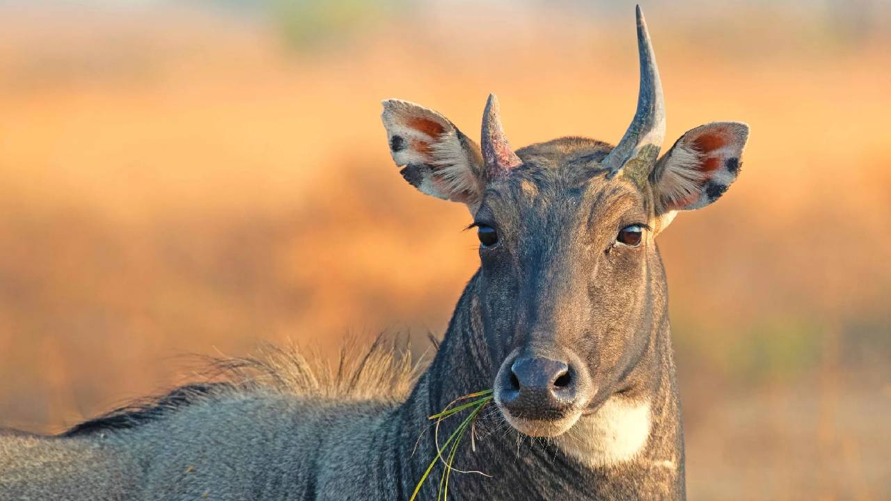 February Crops Nilgai Resistant Farming High Profit Peppermint Lemongrass Tulsi India