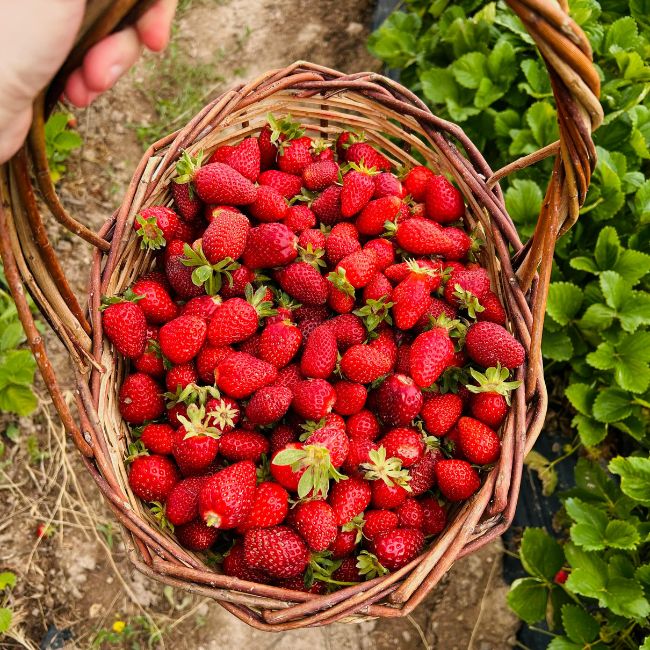 Strawberry Farming, Crop Management, Fertilizer Spray, Mulching Technique, Drip Irrigation
