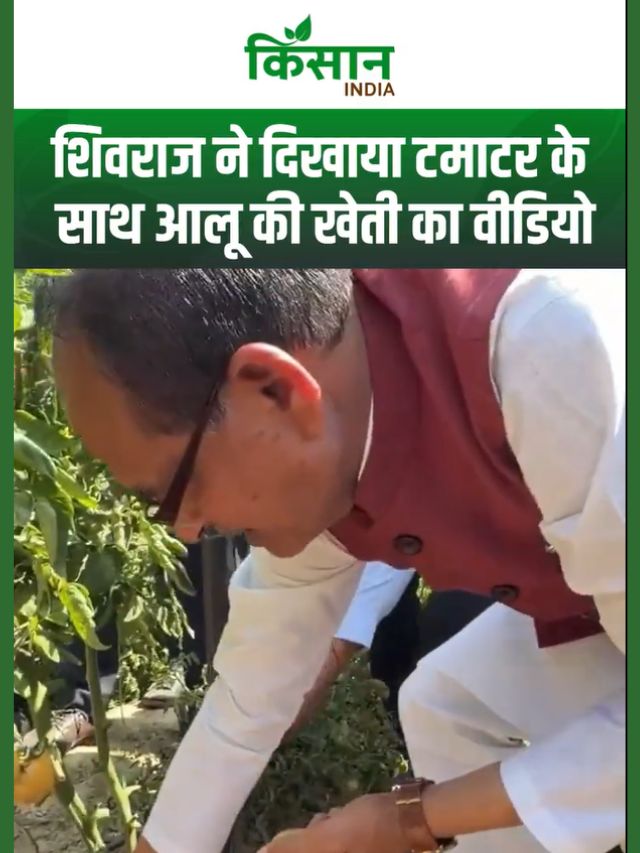 एक पौधा, दो फसलें: IIVR की अनोखी टमाटर-आलू ग्राफ्टिंग तकनीक