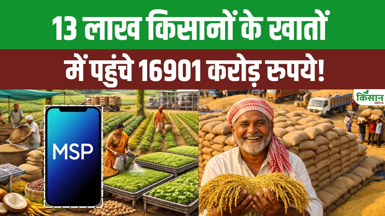 Kharif 2025 Msp Payments Begin Thousands Crores Rupees Directly Transferred Accounts Of 13 Lakh Farmers
