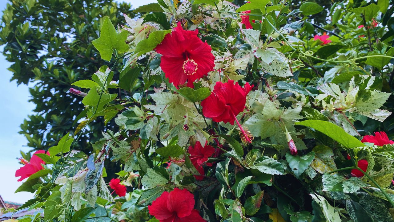 Hibiscus Plant Diseases Pest Control Tips How To Save Hibiscus From Leaf Spot Root Rot Aphids Mealybug Spider Mites