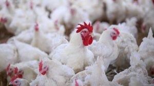 तापमान बढ़ते ही Poultry पर गहराया संकट! एक्सपर्ट से जानें दाना और पानी के ये नियम, नहीं तो मर सकती हैं मुर्गियां तापमान बढ़ते ही Poultry पर गहराया संकट! एक्सपर्ट से जानें दाना और पानी के ये नियम, नहीं तो मर सकती हैं मुर्गियां