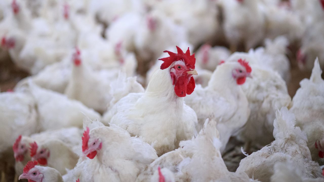 Poultry Farming Tips For Summer Heat Prevention Tips For Chicken Murgi Palan Ke Tips