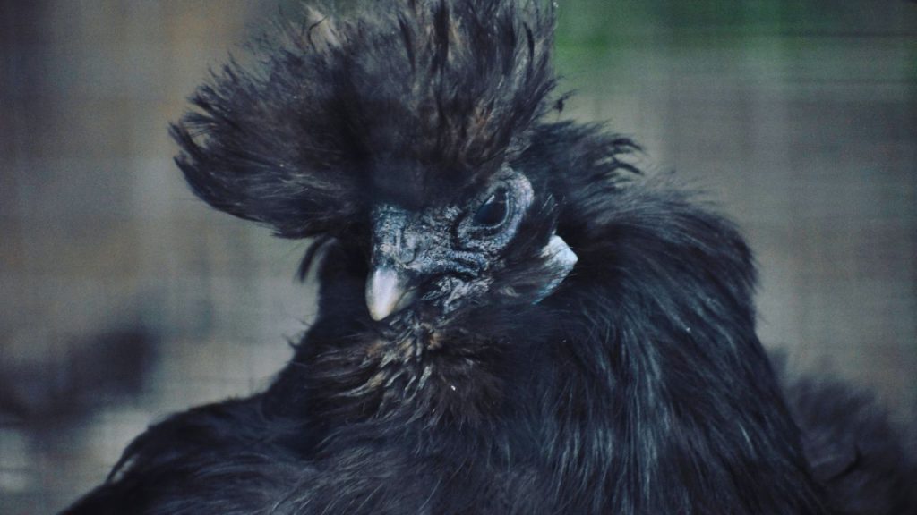 कड़कनाथ के मांस का इस्तेमाल सिर्फ खाने तक सीमित नहीं है, कई रिसर्च और पशुपालन विभाग के अनुसार इसका मांस कुछ पारंपरिक औषधियों और दवाइयों में भी उपयोग होता है, क्योंकि यह आसानी से पचने वाला और पोषक तत्वों से भरपूर माना जाता है.