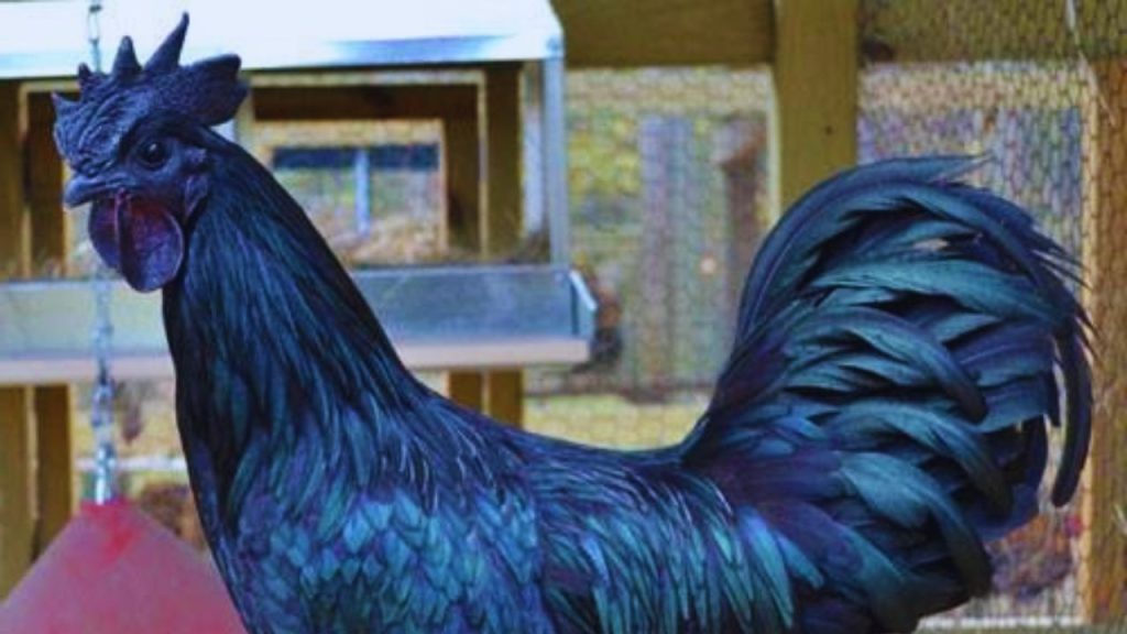 कड़कनाथ मुर्गियां सामान्यतः लगभग 80 अंडे प्रति साल देती हैं, जो देसी नस्लों के लिए अच्छा उत्पादन माना जाता है. यह अंडे भी प्रोटीन से भरपूर होते हैं और घरेलू उपयोग के साथ बाजार में भी बिकते हैं.