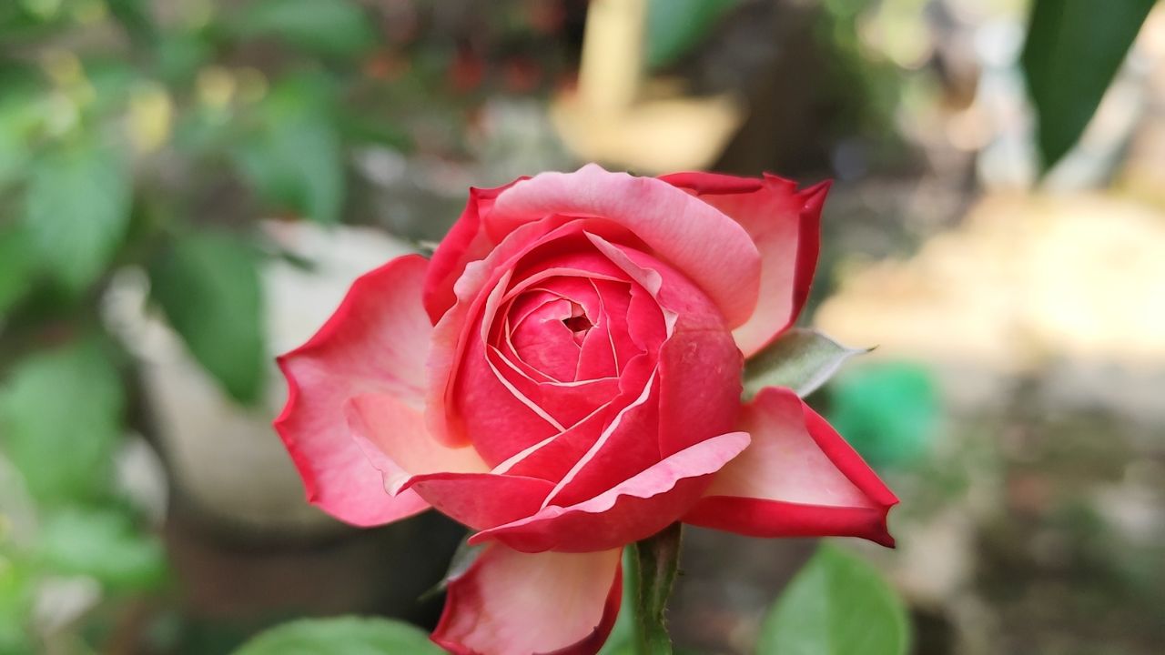 Rose Gardening: गुलाब का बॉडीगार्ड है प्याज, इस तरह करें इस्तेमाल, फूल हमेशा रहेंगे ताजा और कीड़ों से दूर!