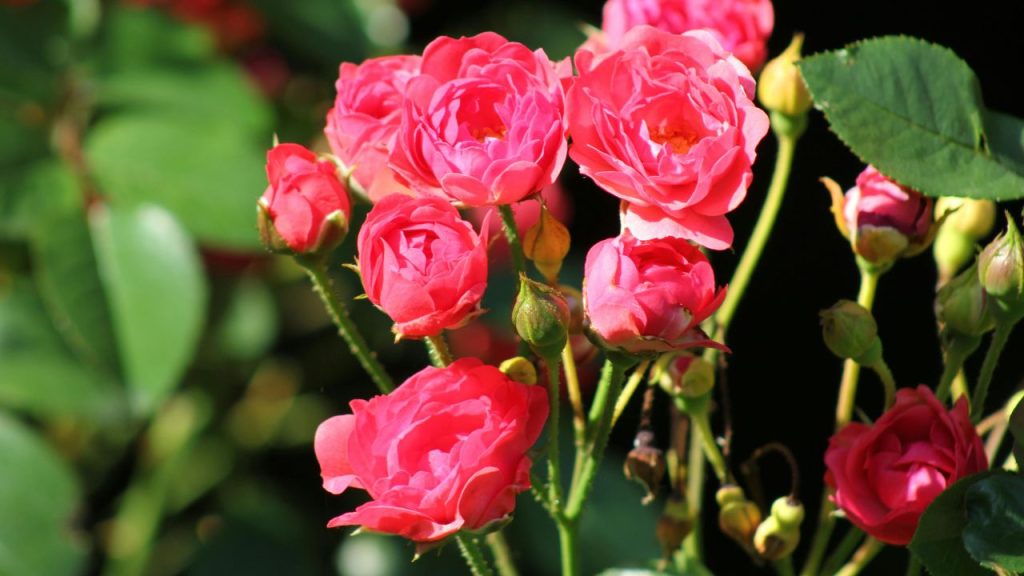 प्याज की जड़ें मिट्टी में ऐसे तत्व छोड़ती हैं, खासकर सल्फर, जो गुलाब के पौधे के लिए जरूरी हैं. इससे जड़ों की पकड़ मजबूत होती है और पौधा ऊंचाई और ताजगी में बेहतर बढ़ता है. स्वस्थ जड़ें फूलों और पत्तियों की सुंदरता पर भी सकारात्मक असर डालती हैं.