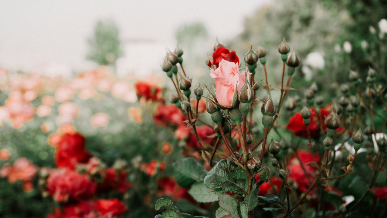 Gardening Tips Rose Plant Care Tips How To Grow Roses In Garden Gulab Ki Kheti