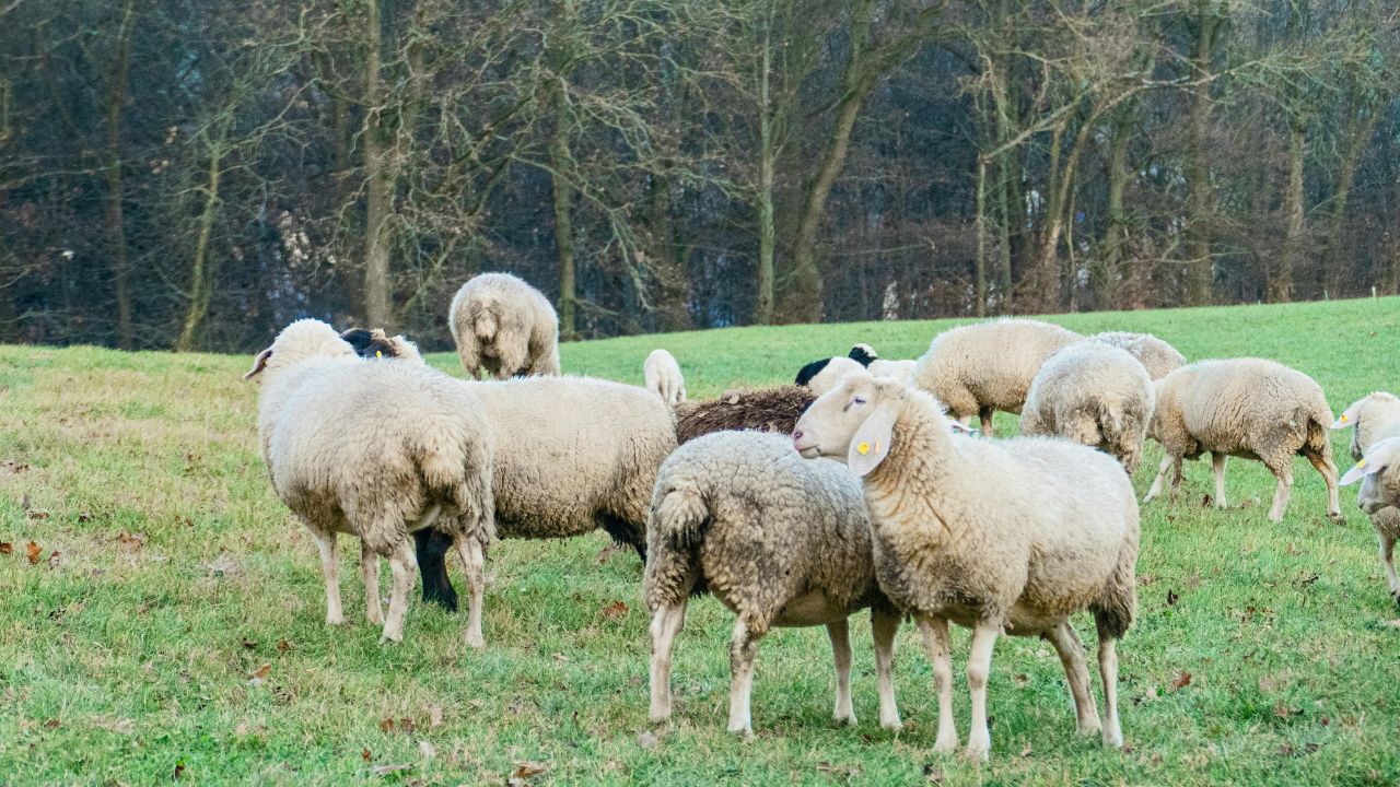 Rural Business Ideas Best Breed Of Sheep For Bumper Profits Muzaffarnagari Goat Benefits