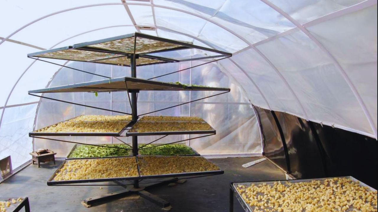 अब फसल बर्बादी की No टेंशन! सोलर क्रॉप ड्रायर पर सरकार दे रही 1.4 लाख रुपये तक की सब्सिडी, जानें