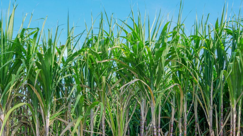 गन्ने के खेत की रोजाना निगरानी करें. नई पत्तियों और तनों में किसी भी बदलाव को ध्यान से देखें. अगर छोटे-छोटे संकेत नजर आए, जैसे पत्तियों का मुरझाना या तने में हल्की कमजोरी, तो तुरंत कार्रवाई करें. नियमित निगरानी से समय रहते कीट पकड़ में आता है. गन्ने के खेत की रोजाना निगरानी करें. नई पत्तियों और तनों में किसी भी बदलाव को ध्यान से देखें. अगर छोटे-छोटे संकेत नजर आए, जैसे पत्तियों का मुरझाना या तने में हल्की कमजोरी, तो तुरंत कार्रवाई करें. नियमित निगरानी से समय रहते कीट पकड़ में आता है.