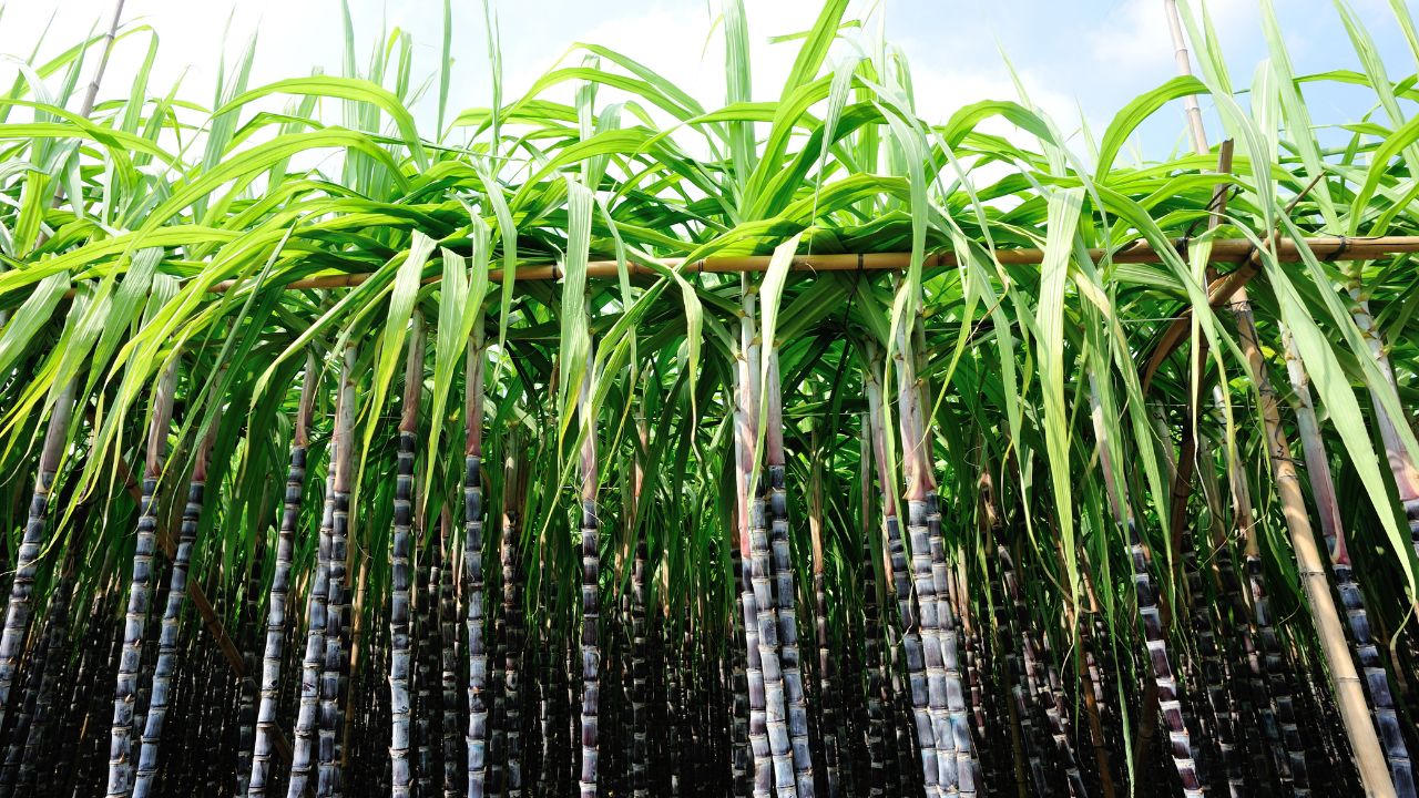2 Sugar Mills To Reopen In Bihar 2401 Villages Reserved For Sugarcane Supply