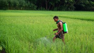 चना-सरसों किसानों के लिए मुसीबत बने ये 4 कीट, फसल को नुकसान से बचाने के लिए ये दवाएं डालें.. एडवाइजरी जारी