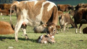 गर्भवती गायों-भैसों की अनदेखी पड़ सकती है भारी, इस चीज की कमी से दूध और सेहत दोनों खतरे में