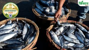 Budget 2026-27: किसानों को बड़ा तोहफा, 500 नए तालाब का होगा निर्माण.. पशुपालकों के लिए भी गुड न्यूज