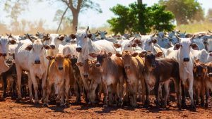 8 साल के दौरान कृत्रिम गर्भाधान में उछाल, उन्नत नस्ल और ज्यादा दूध से किसानों की बढ़ी आमदनी