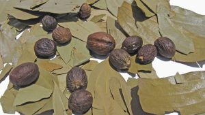 Tej Patta Farming: ना बड़ी जमीन, ना भारी खर्च.. तेज पत्ते की खेती से सालों तक भरता रहेगा बैंक खाता Tej Patta Farming: ना बड़ी जमीन, ना भारी खर्च.. तेज पत्ते की खेती से सालों तक भरता रहेगा बैंक खाता