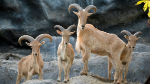 कम खर्च में बड़ी कमाई का मौका, हिरण जैसी बरबरी बकरी पालन से किसान बन रहे आत्मनिर्भर