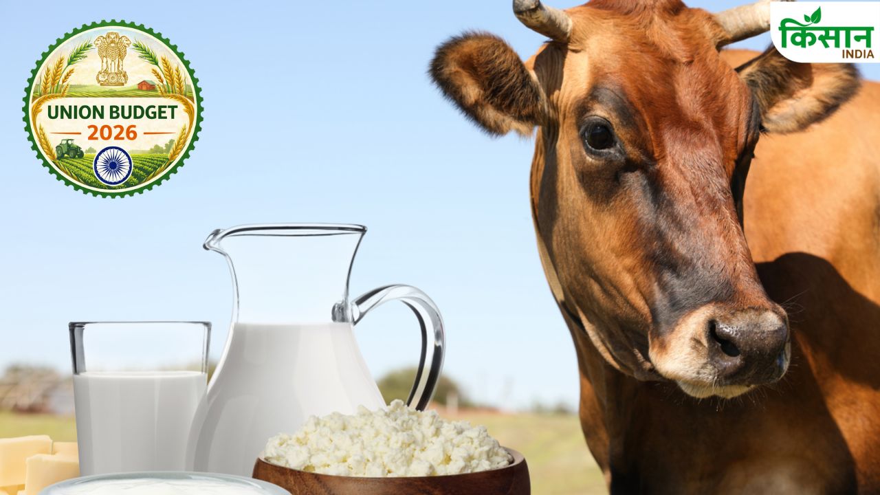 Livestock Farmers For Treat Budget 2026 27 With Record 6153 Crore To Boost Rural Employment And Milk Production