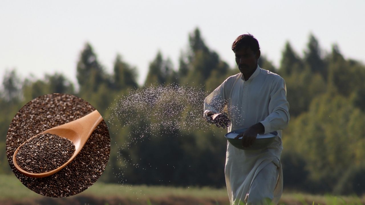 Cultivation Of Chia Seeds Change Your Fortune Earn Rs 6 Lakh Spending Less On One Acre