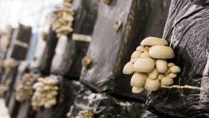 Scheme of the Day: अब मशरूम से करें बंपर कमाई, बिहार सरकार दे रही है 12 लाख तक सब्सिडी