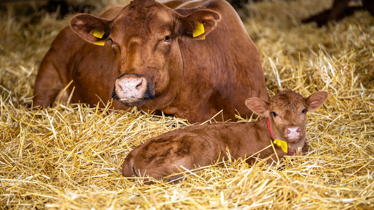 If You Need More Milk Do Not Forget These Tasks February Important Warning For Cattle Farmers