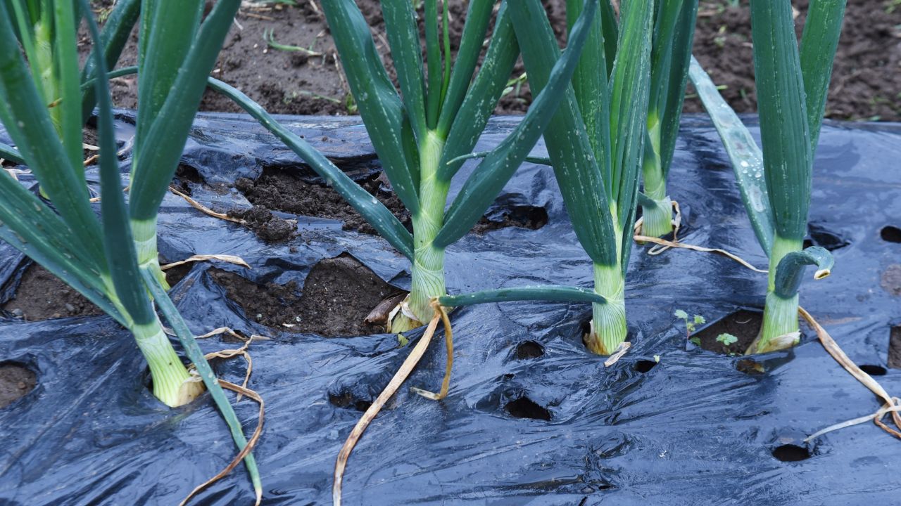 Cultivation Garlic And Onion Increase Farmers Income Government Is Giving 60 Percent Subsidy On Cost