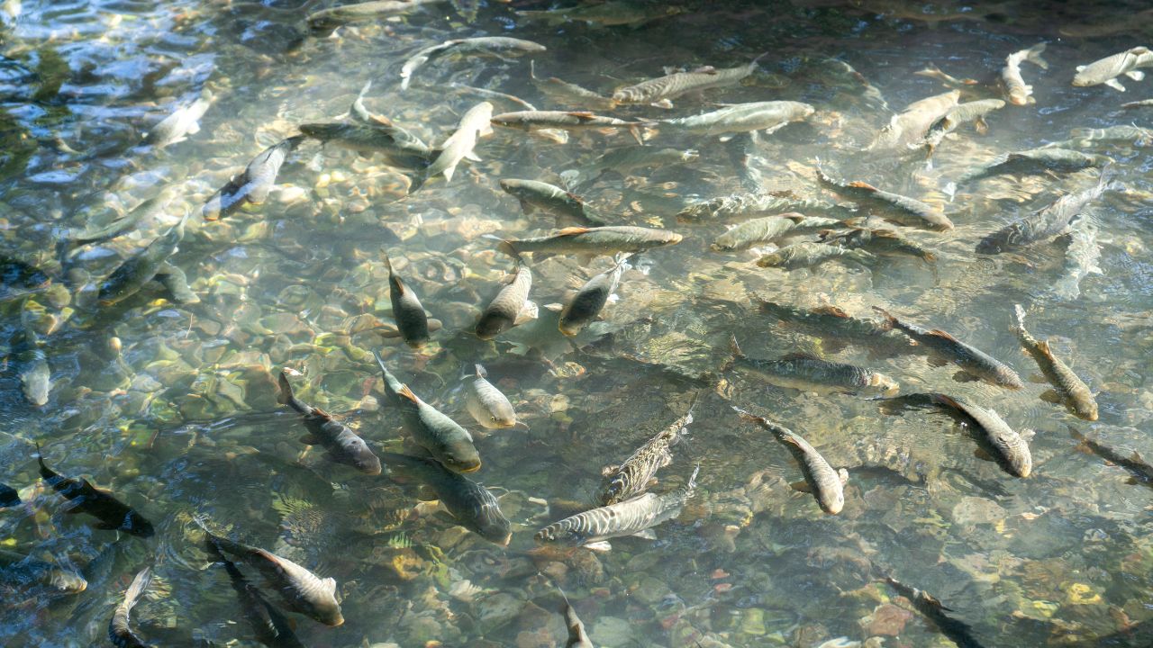 Fish Farmers Should Put Grains Pond This Way Fish Grow Rapidly Earn So Much That Your Pockets Filled With Money