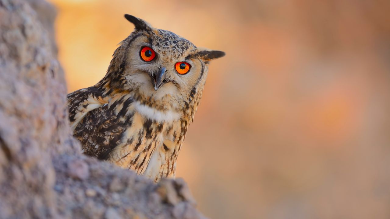 Amazing Bird: उल्लू के बारे में जानिए रोचक बातें, कैसे अंधेरे में भी आसानी से ढूंढ लेता है शिकार