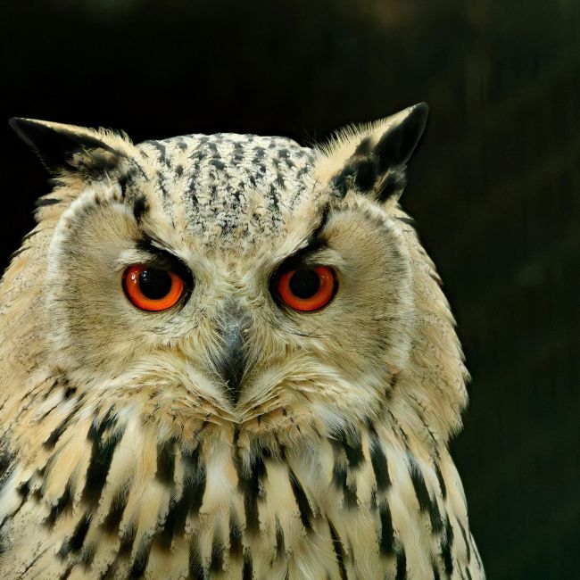 Owl Facts, Wildlife News, Bird Story, Nature Facts, Night Hunter, Animal Behavior